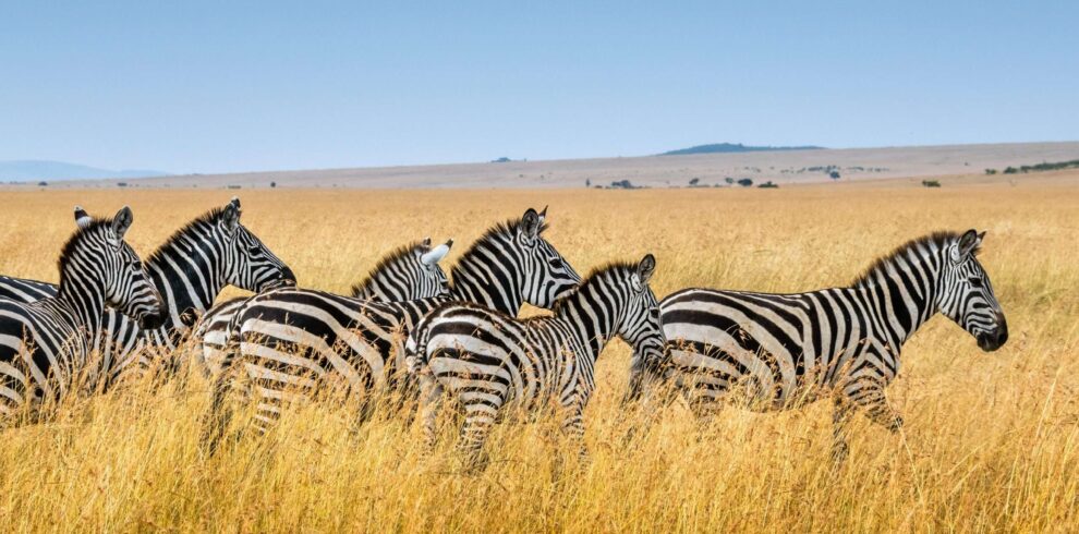 Ngorongoro