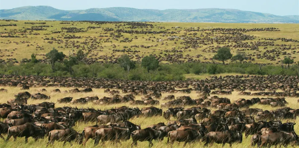 wildebeest-migration